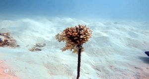 Coral Transplantation and Setting Up of Anchor Points in the lagoon of Mahebourg