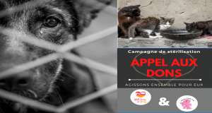 Help us : sterilise animals in Mauritius, saving lives of many