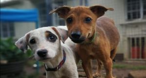 Construction of a Rescue Dog Shelter