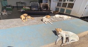 Construction of dog shelter for street puppies