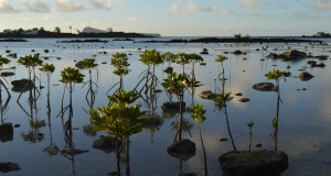 Support Young Reporters for the Environment (YRE) - Mauritius