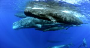Protect Whales in Mauritius