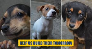 Help us build our new PAWS shelter