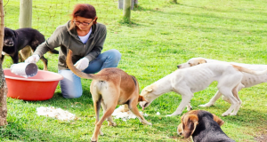 Help feed and catch stray dogs for sterilisation