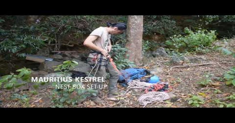 Mauritius Kestrel Nest Box Set up