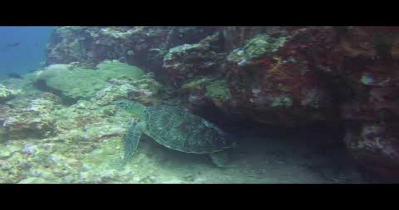 Turtle in Mauritius (Scuba Diving)