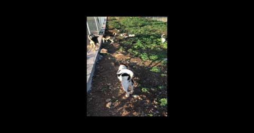 HAPPY DOGS AT HAPPY TAILS